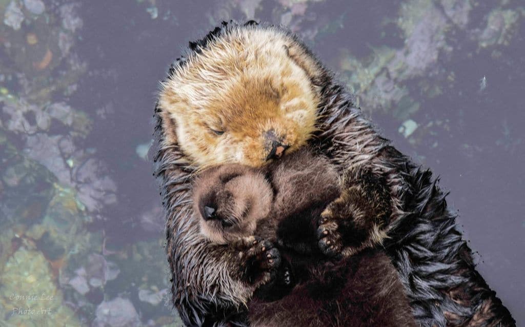 La foto más tierna: una nutria recién nacida duerme sobre su mamá