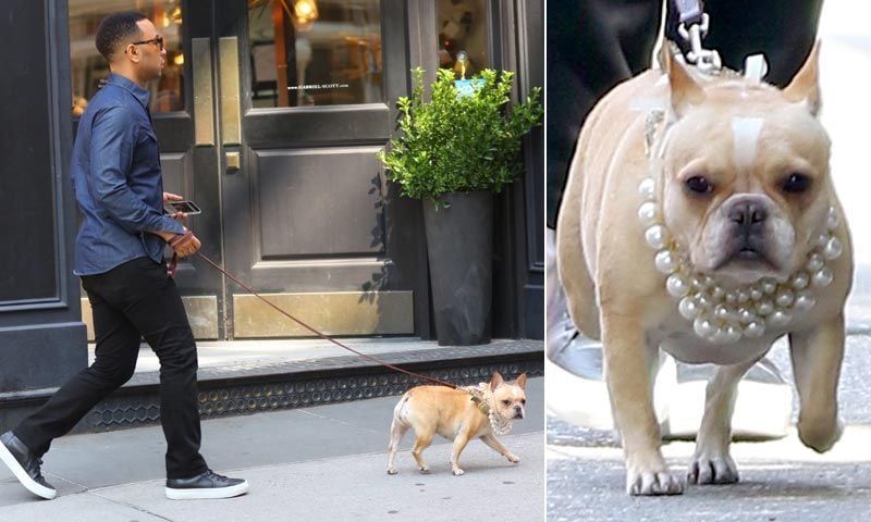 ¡Con perlas y a lo loco! El perro de John Legend sí que sabe de 'glamour'