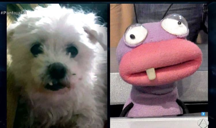 por qué la perrita de isabel pantoja ha provocado un gran enfado en