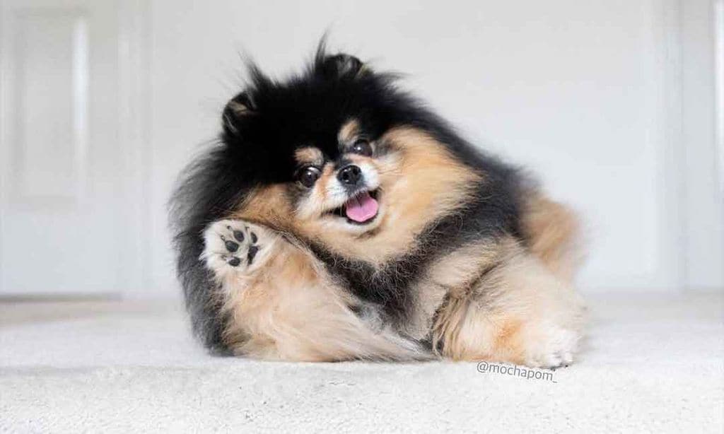 Mocha, la adorable perrita que se ha aprendido el baile de moda