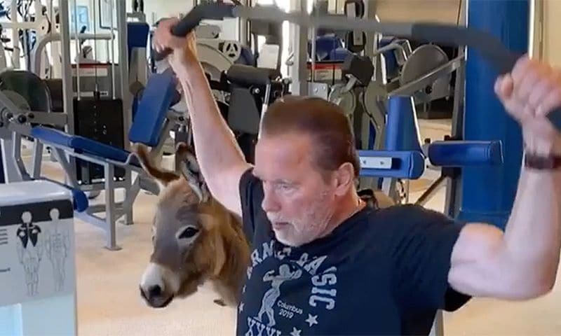 El mejor entrenador de Arnold Schwarzenegger es... ¡su burra Lulu!