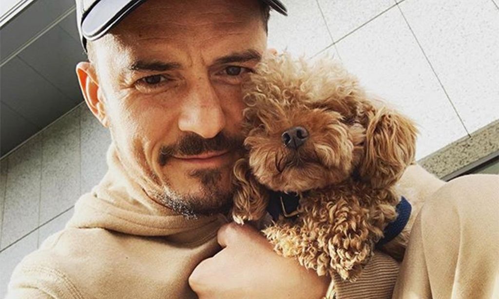 Orlando Bloom y su perro desaparecido