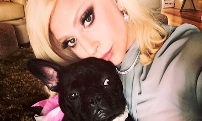 Lady Gaga recupera ilesos a sus dos perros robados tras un violento asalto