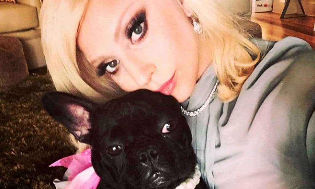 Lady Gaga, cariñosa con una de sus mascotas