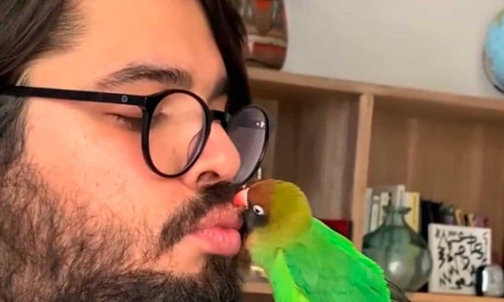 La odisea de Brays Efe y Greta Fernández cuando un agapornis se cuela en su casa