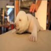 El cachorro de oso polar Siku, rescatado en Dinamarca, enternece a internet