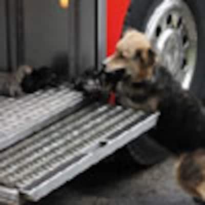 Una perra salva a sus cachorros de un fuego y los lleva a los bomberos