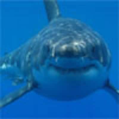 Un tiburón blanco atacó al surfista muerto en California