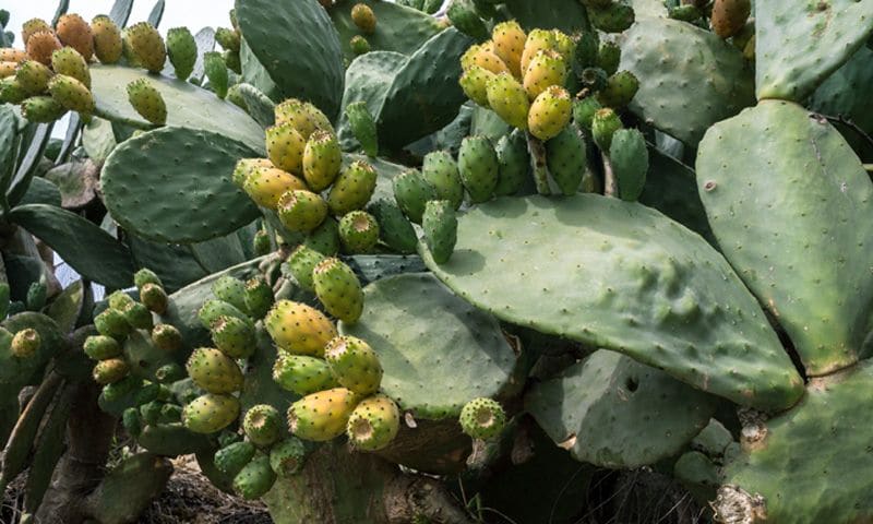 El nopal asado sirve para bajar de peso