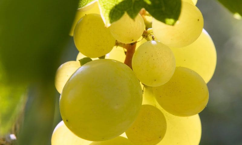 Recetas con uvas para la última noche del año
