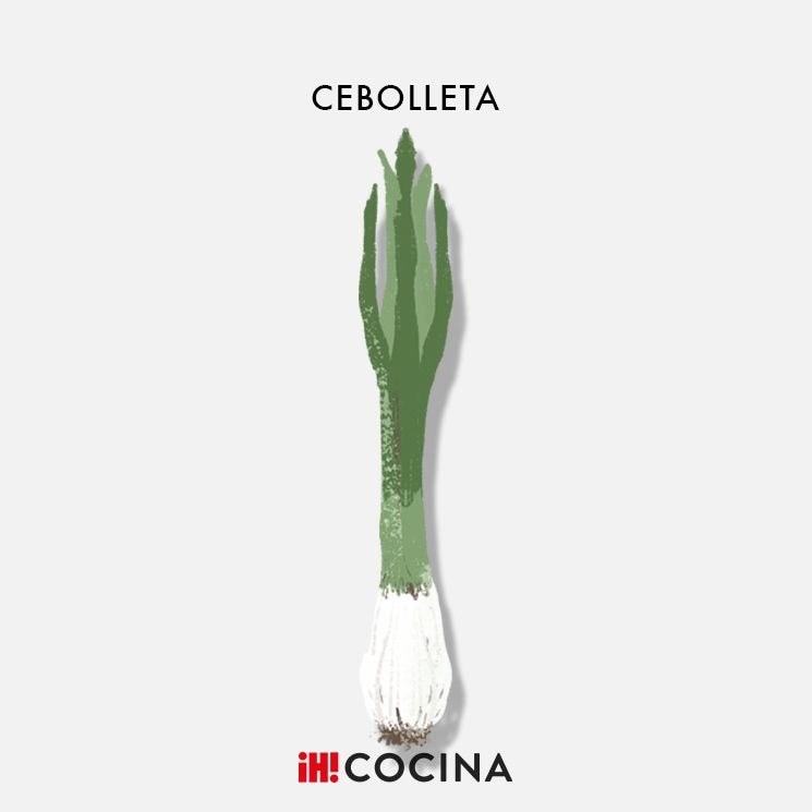 CEBOLLETA