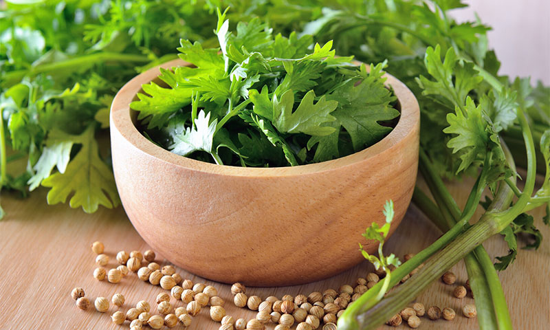 Cilantro, o lo amas o lo odias