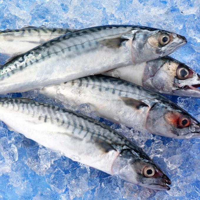 10 recetas con pescados azules, sabor y salud en cada bocado
