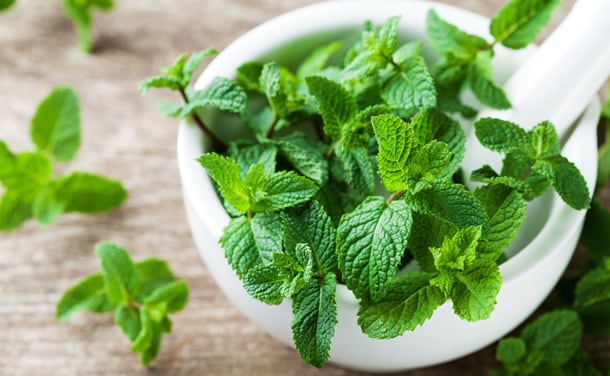 Curiosidades ‘gastro’: menta o hierbabuena, ¿sabrías diferenciarlas? Curiosidades ‘gastro’: menta o hierbabuena, ¿sabrías diferenciarlas?