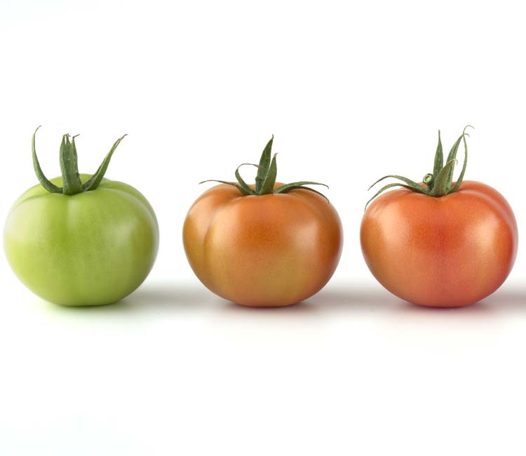 tomate-verde-adobe