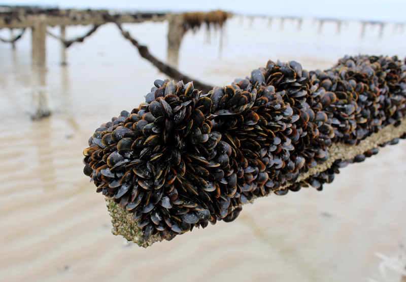 mejillones-cultivo-adob