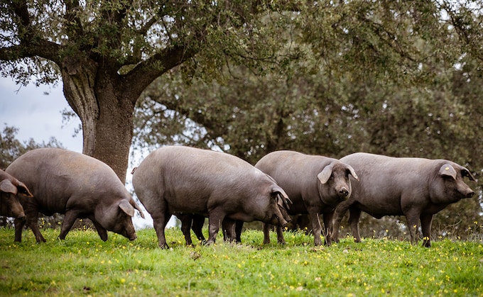 Cerdo ibérico en la dehesa durante la montanera