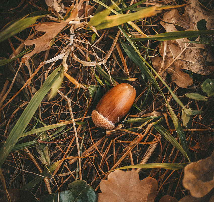 Bellota en la dehesa