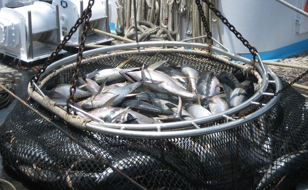 Cómo cuidar del medio ambiente consumiendo pescados sostenibles