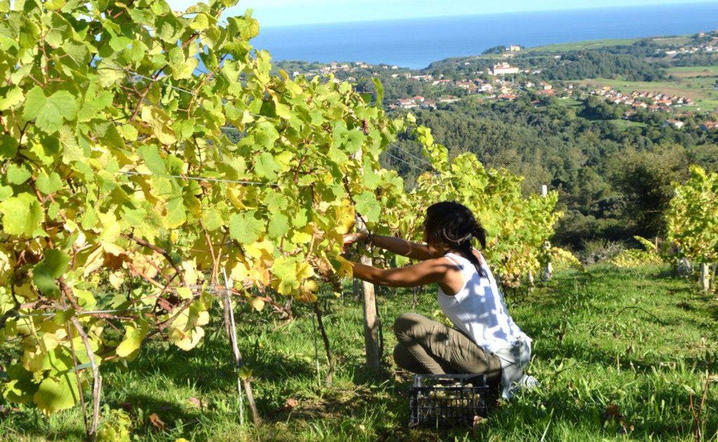 Vendimia, catas a pie de calle y un buen cocido montañés: bodegas para ir de puente (de octubre)