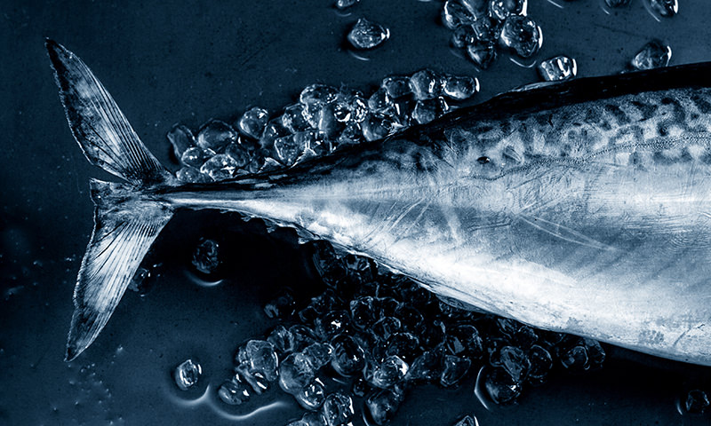 ¿Te apasiona el atún rojo? Aquí tienes consejos, trucos y recetas para sacarle el máximo partido
