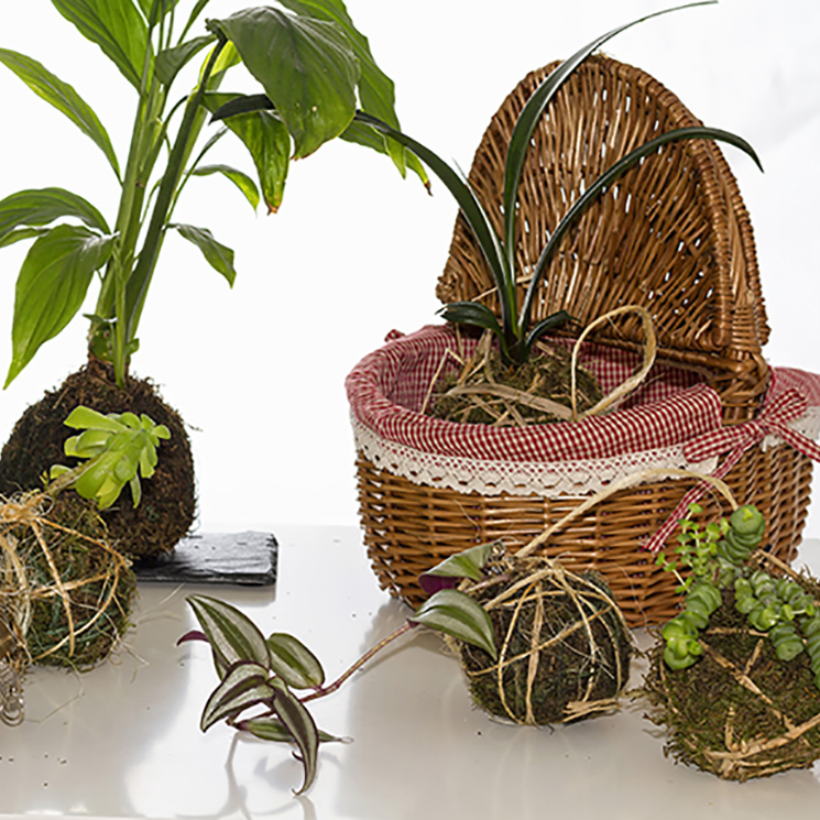 'Kokedama': El toque de naturaleza que necesitaba tu hogar llega desde Japón