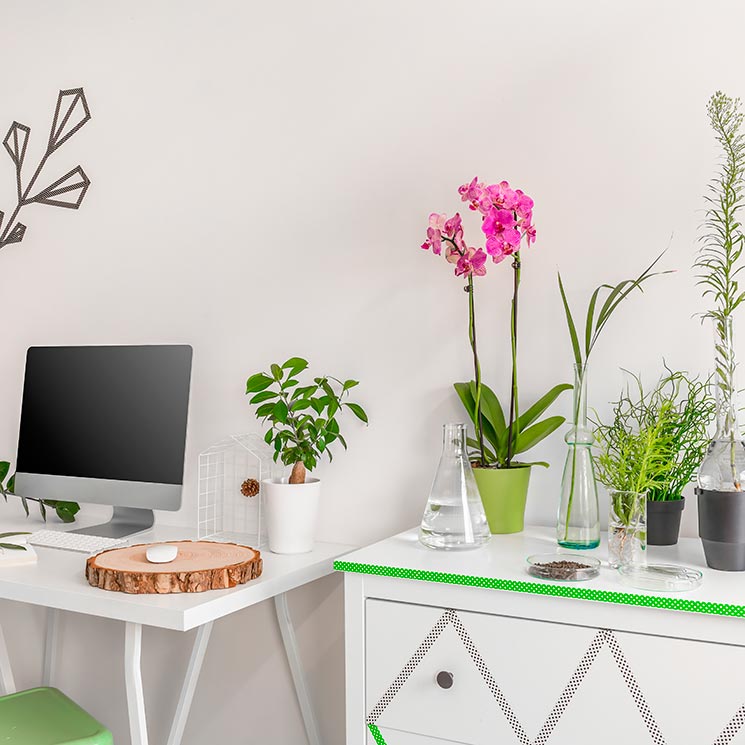 Plantas que purifican y decoran tu casa