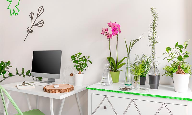 Plantas que purifican y decoran tu casa