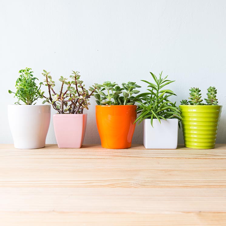 6 plantas para espacios con poca luz