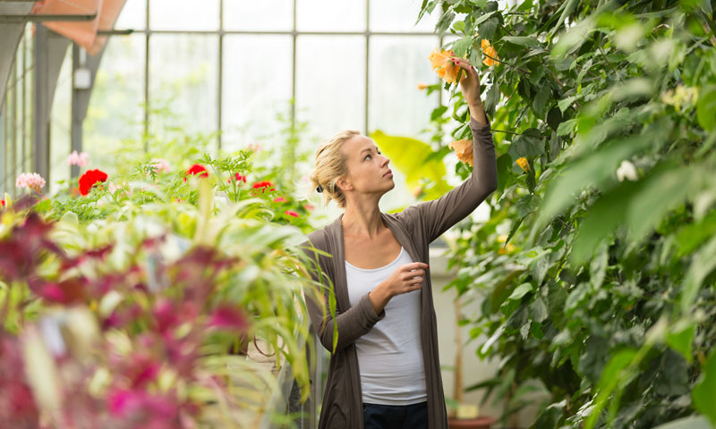  plantas bonitas