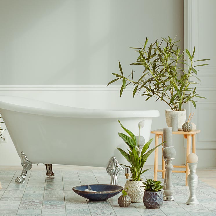 Plantas para tu cuarto de baño