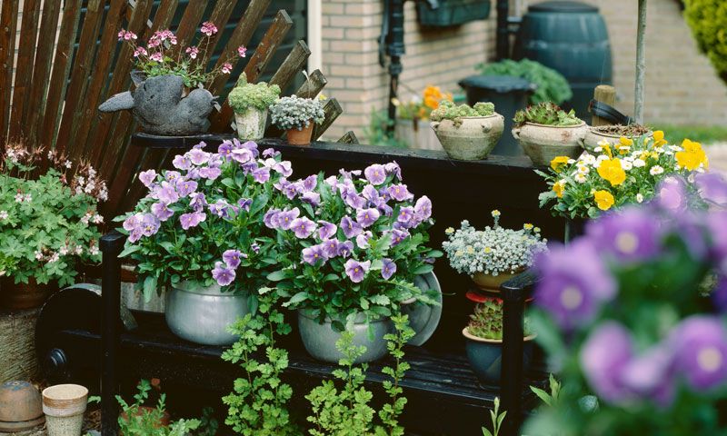 Ideas Para Decorar Tu Terraza Con Plantas De Otono E Invierno