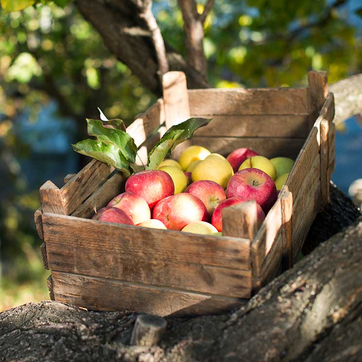 Construye un carrito de madera a medida para las frutas y verduras ¡con tus propias manos!