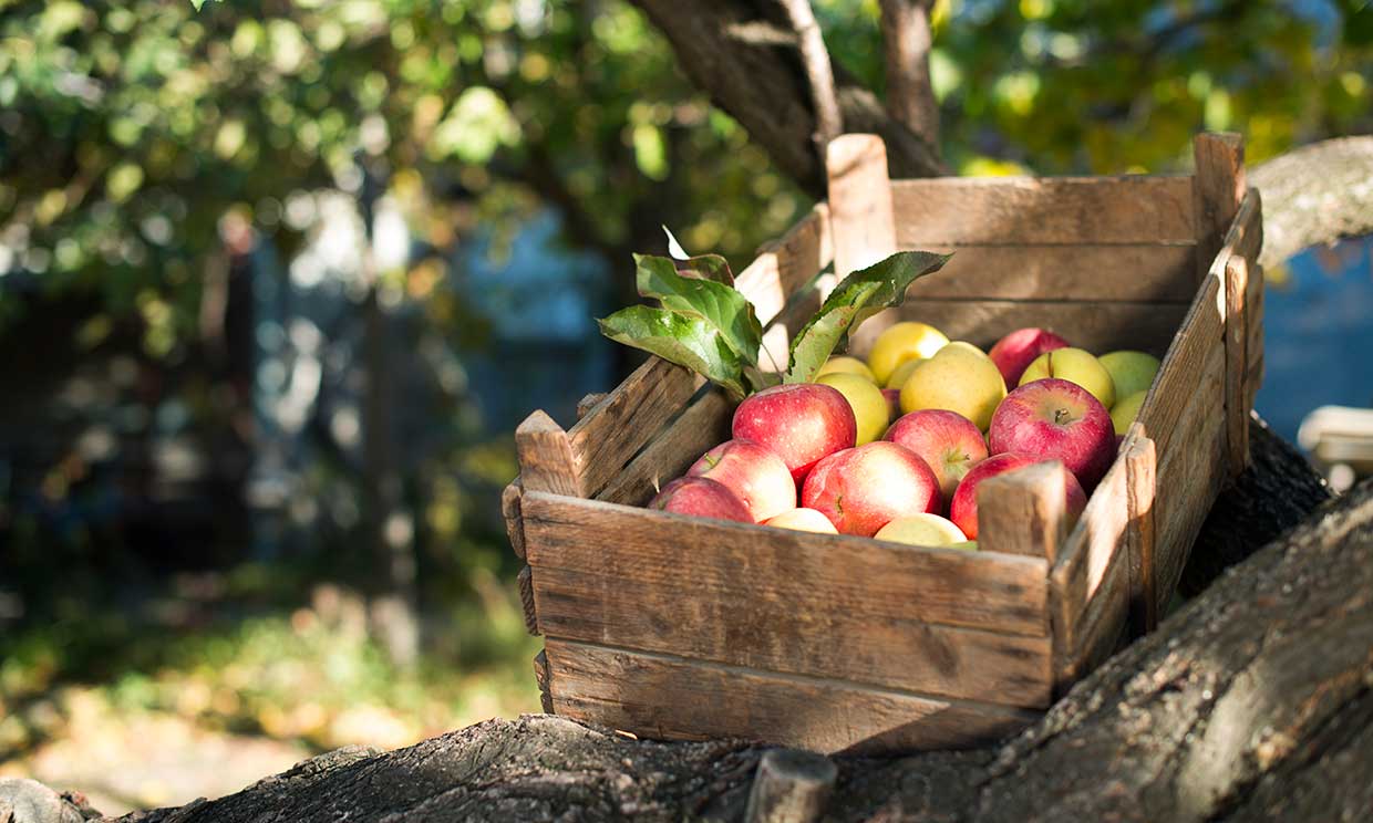 Construye un carrito de madera a medida para las frutas y verduras ¡con tus propias manos!