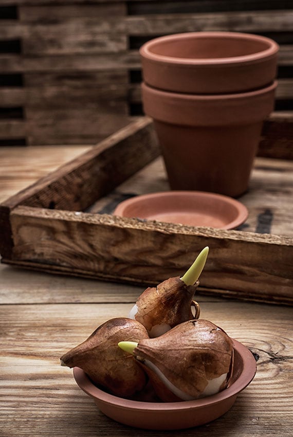 Jardinería: Cómo preparar tu jardín para esta temporada - Foto 2
