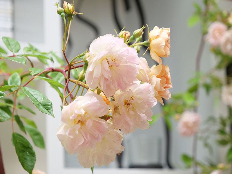 10 plantas perfectas para cultivar en tu jardín esta primavera