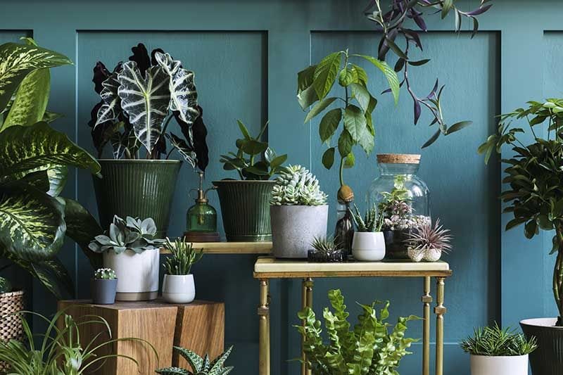 plantas de interior que son muy faciles