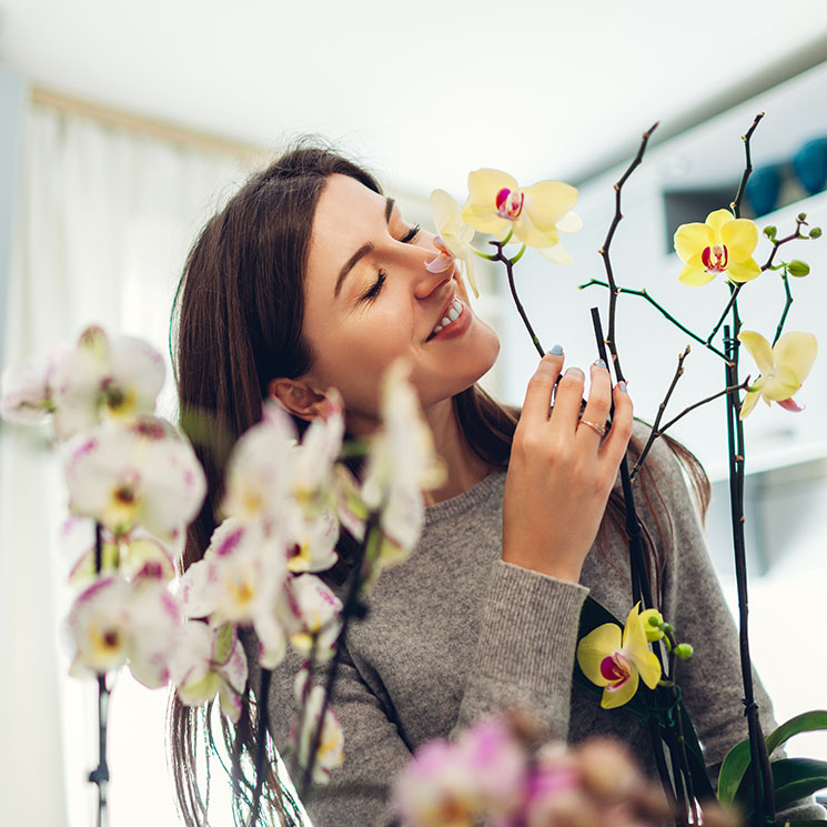 Descubre las plantas de interior con flores ideales para esta época