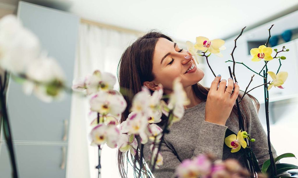 Descubre las plantas de interior con flores ideales para esta época