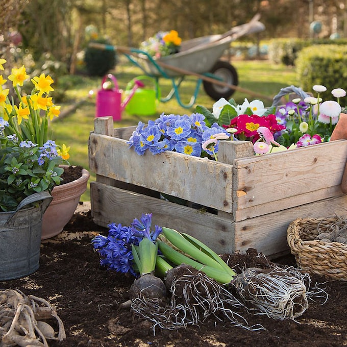 Mantén las plantas de tu jardín o terraza libres de plagas y enfermedades