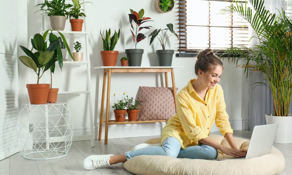 Plantas de interior, muy decorativas, que purifican el aire de tu casa - Foto 1