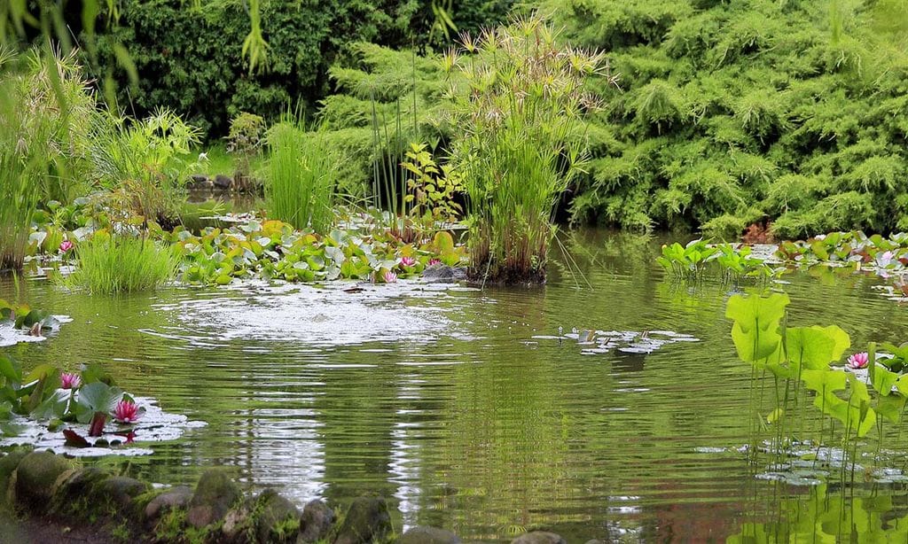 ¿Te animas a crear un jardín de lluvia?