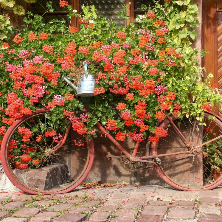 Flores bonitas que aguantan el calor del verano