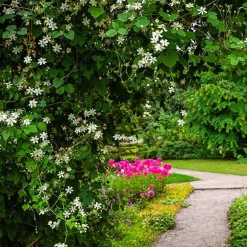10 plantas trepadoras con flor para tu jardín que te van a cautivar