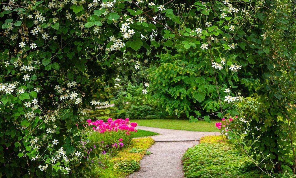 10 plantas trepadoras con flor para tu jardín que te van a cautivar