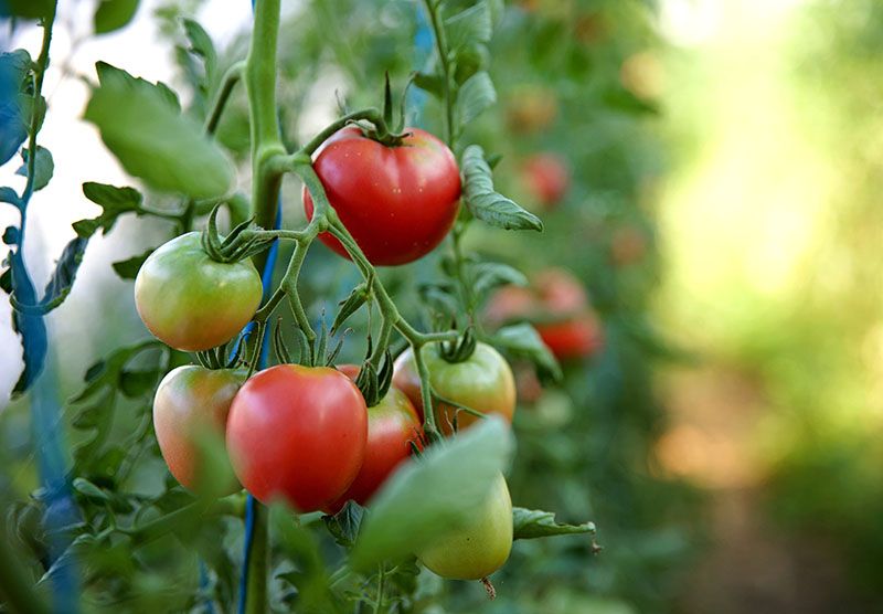 Plantas De Tomate Todo Los Que Debes Saber Sobre Su Cultivo Y Cuidados