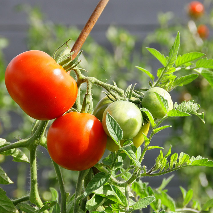 Cómo cultivar plantas de tomate y disfrutar de tu propio huerto