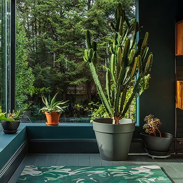 Las plantas de más exóticas tu casa - Foto 1