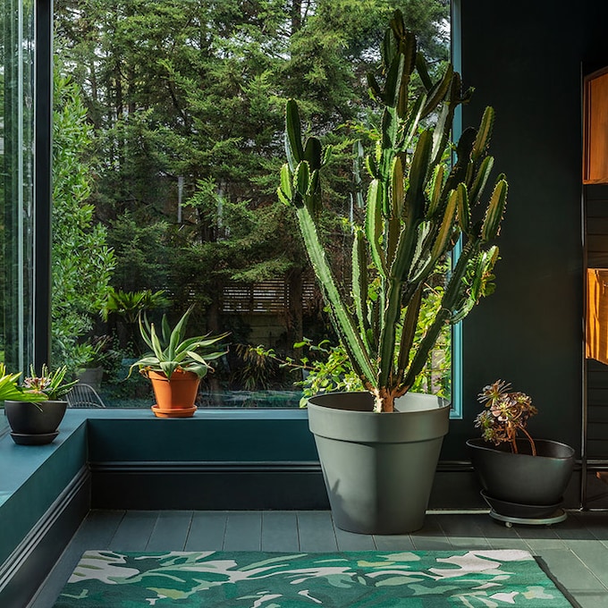 10 plantas de interior muy exóticas para decorar tu casa