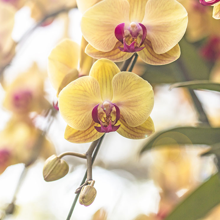 Cómo cultivar orquídeas y conseguir que se llenen de flores